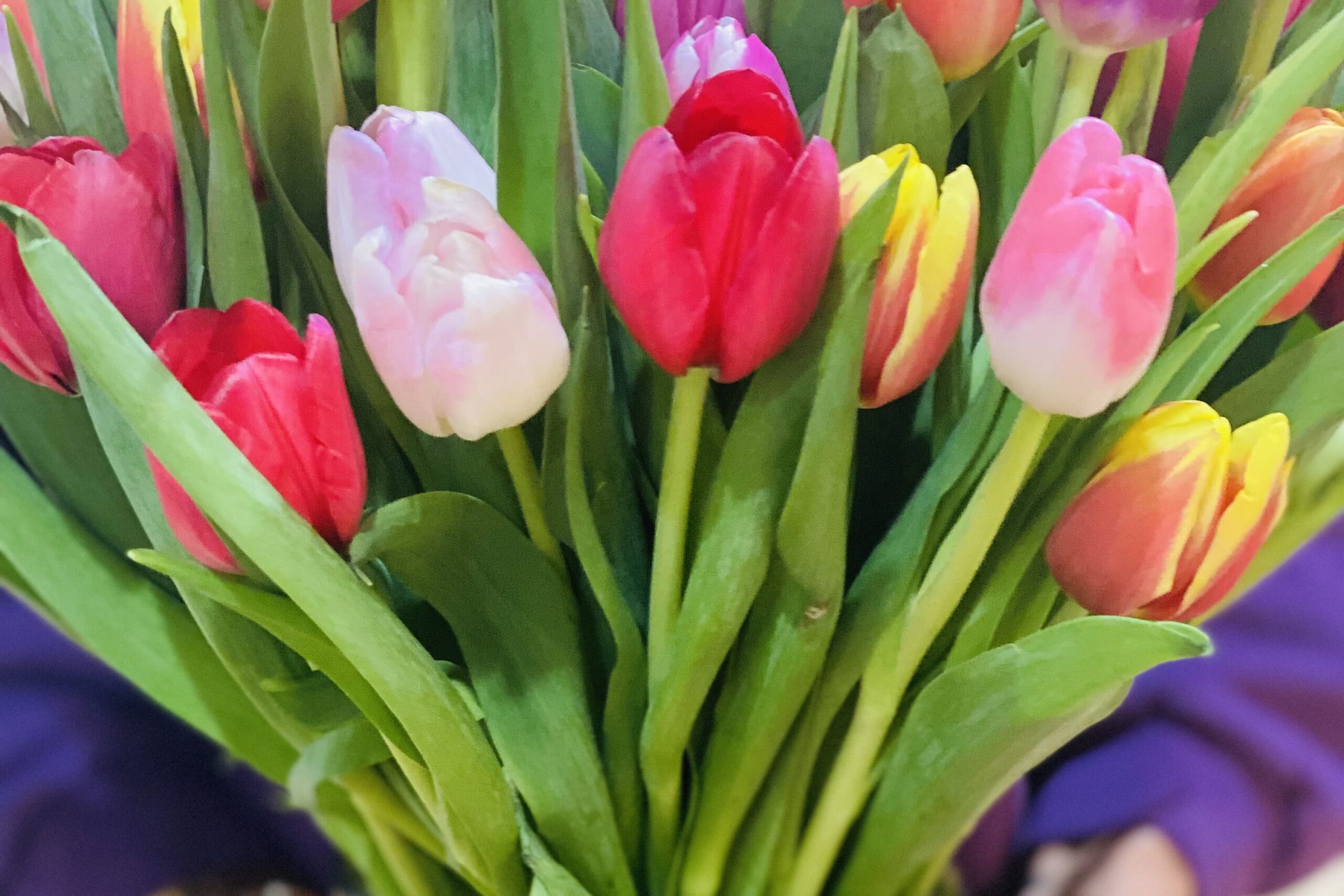 Bunch of Multi-Colored Tulips